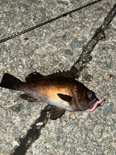 メバルの釣果