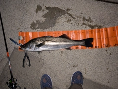 マルスズキの釣果