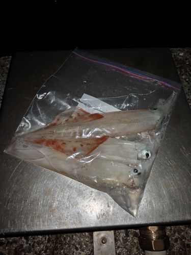 ヤリイカの釣果