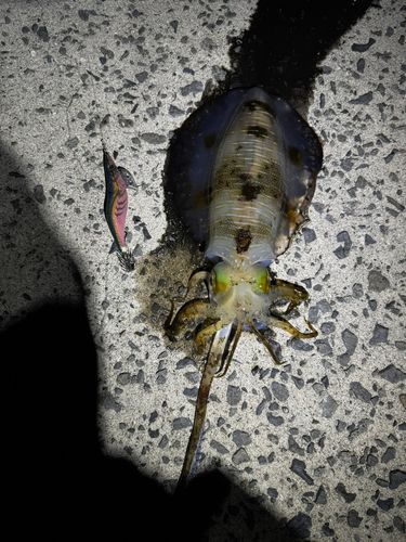 釣果