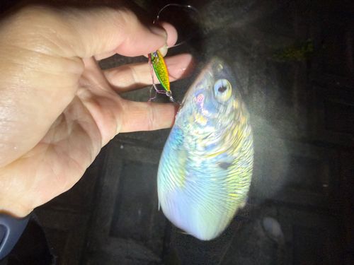 コノシロの釣果