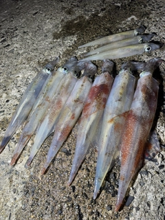 ヤリイカの釣果