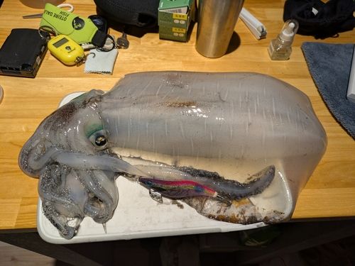 アオリイカの釣果
