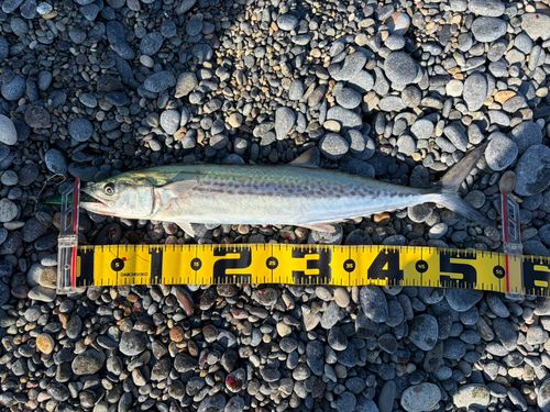 サゴシの釣果
