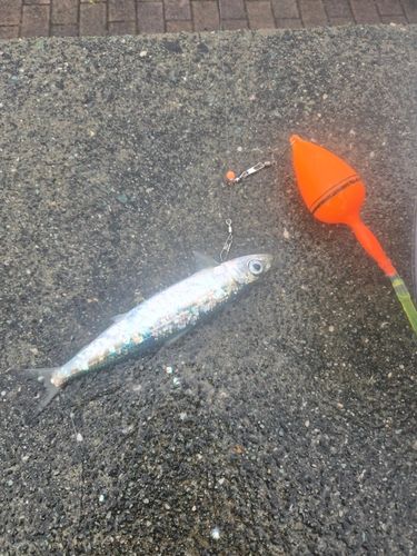 サバの釣果