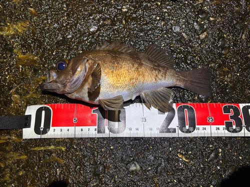 メバルの釣果