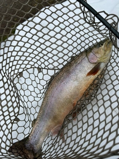 ロックトラウトの釣果