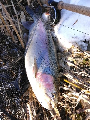 ニジマスの釣果
