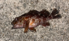 ガシラの釣果