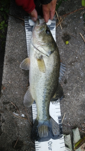 ブラックバスの釣果