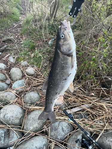 ウグイの釣果
