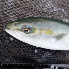 ツバイソの釣果