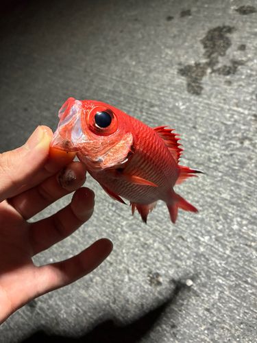 アカマツカサの釣果