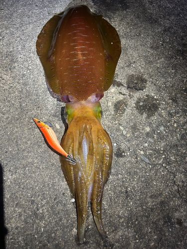 アオリイカの釣果