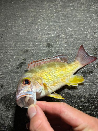 オキフエダイの釣果
