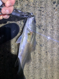 セイゴ（マルスズキ）の釣果
