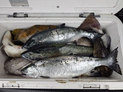 サクラマスの釣果