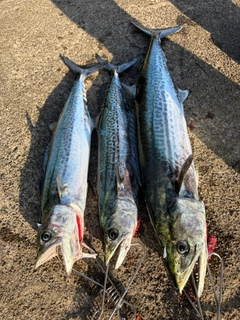 サワラの釣果