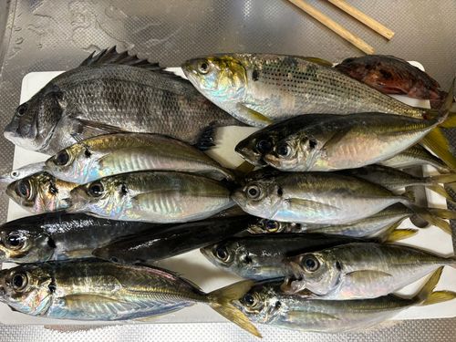 アジの釣果