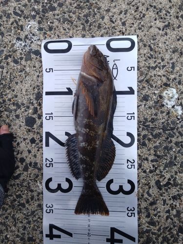 アイナメの釣果