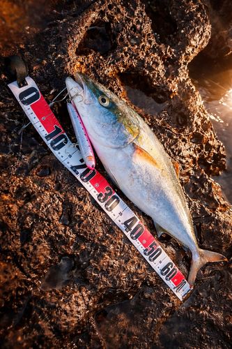 メジロの釣果