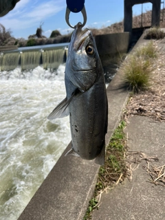 セイゴ（タイリクスズキ）の釣果