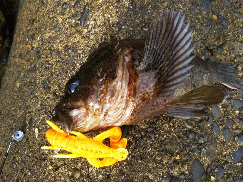 ムラソイの釣果