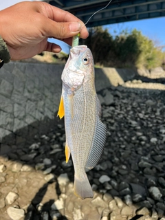 イシモチの釣果