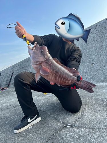 カンダイの釣果