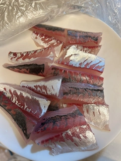 マアジの釣果