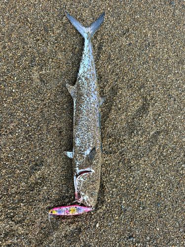 サゴシの釣果