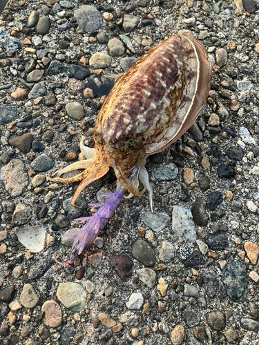 コウイカの釣果