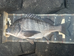 チヌの釣果