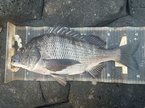 チヌの釣果