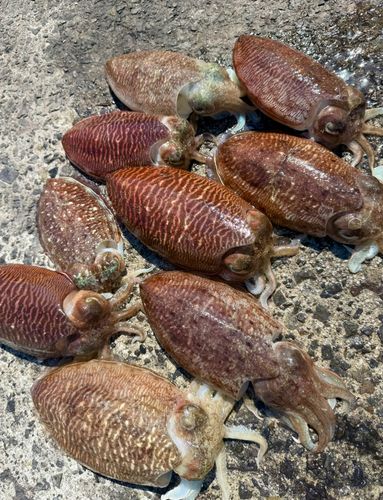 コウイカの釣果