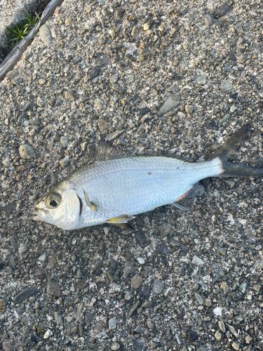 クロサギの釣果