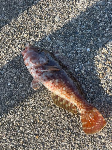 ブダイの釣果