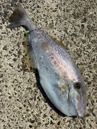 ウスバハギの釣果