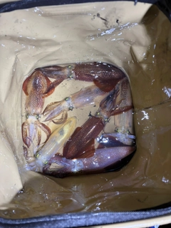 マメイカの釣果