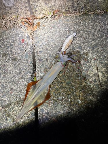 ヤリイカの釣果