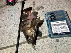 クロメバルの釣果