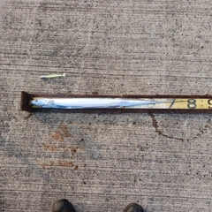 タチウオの釣果