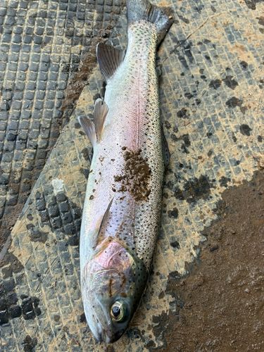 ニジマスの釣果
