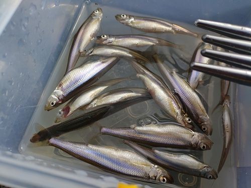 ワカサギの釣果