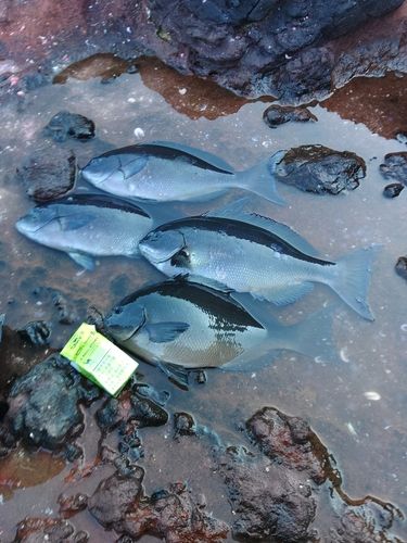 グレの釣果