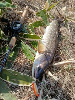 アメマスの釣果