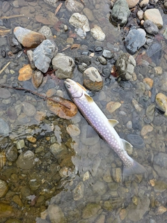 アメマスの釣果