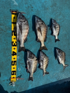 クロダイの釣果