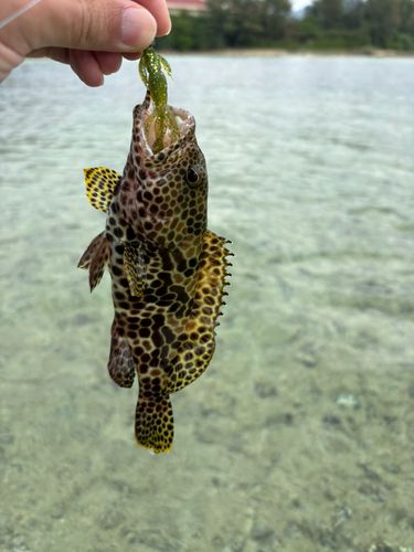イシミーバイの釣果