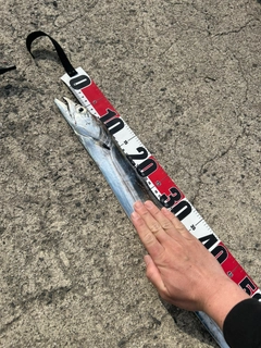 タチウオの釣果